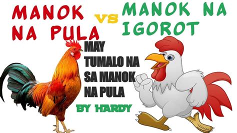 English of nag aalga ng panabong na manok